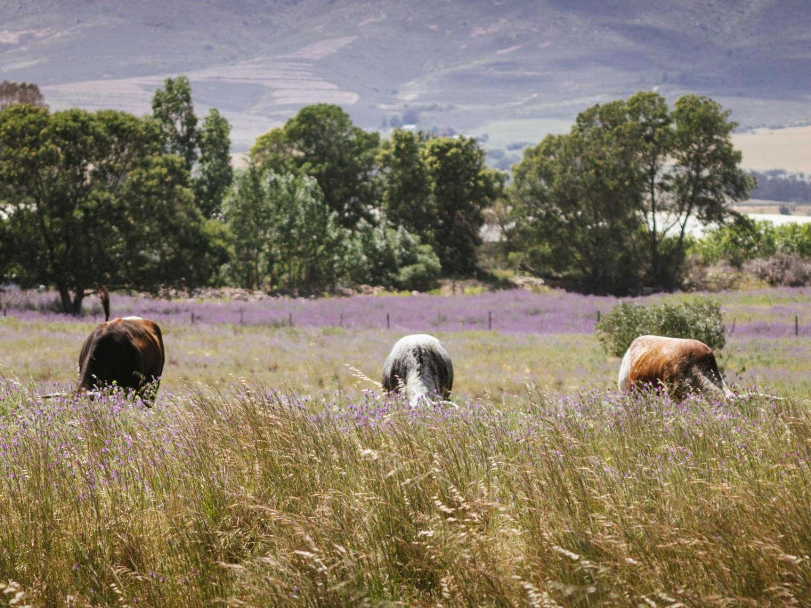 Duikersdrift Winelands Country Escape Hotel Tulbagh Bagian luar foto