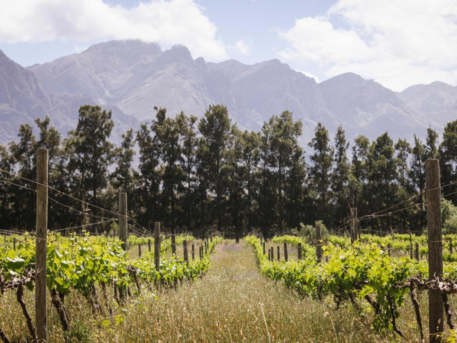 Duikersdrift Winelands Country Escape Hotel Tulbagh Bagian luar foto
